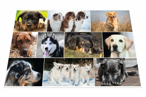 Podloga za radni sto 550x350mm PSI-DOGS, Herma - Image 2