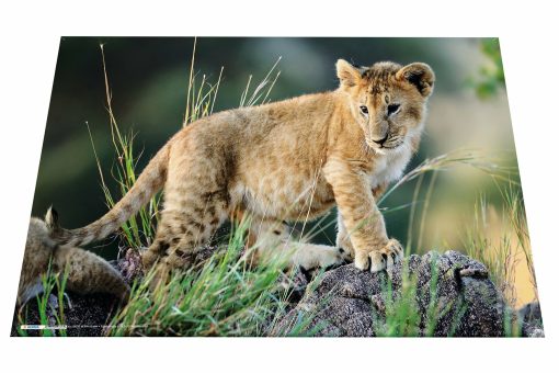 Podloga za radni sto 550x350mm AFRICA, Herma - Image 3